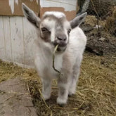 Palastart Lamb & Kid 10Kg (SYD) **